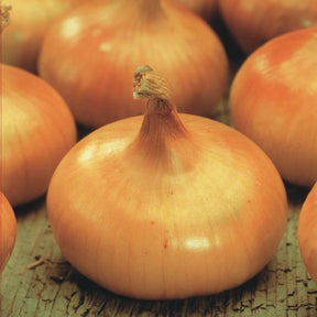 Allium cepa Paille des Vertus - Oignon jaune Paille des Vertus - Graines d'oignons