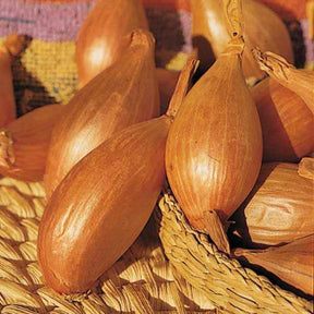 Vente Collection d'Oignons : Hâtif Paris, Vertus, Brunswick, Zebrune - Collection de 4 oignons (hâtif paris, vertus, brunswick, zebrune)