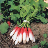 Radis Flambo demi-long - Willemse