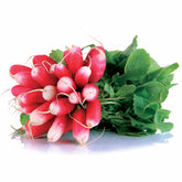 Radis De 18 jours demi-long Bio - Willemse