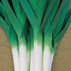 Allium porrum armor (obt. clause) - Poireau Armor - Poireaux