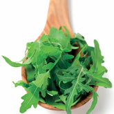 Roquette cultivée - Willemse