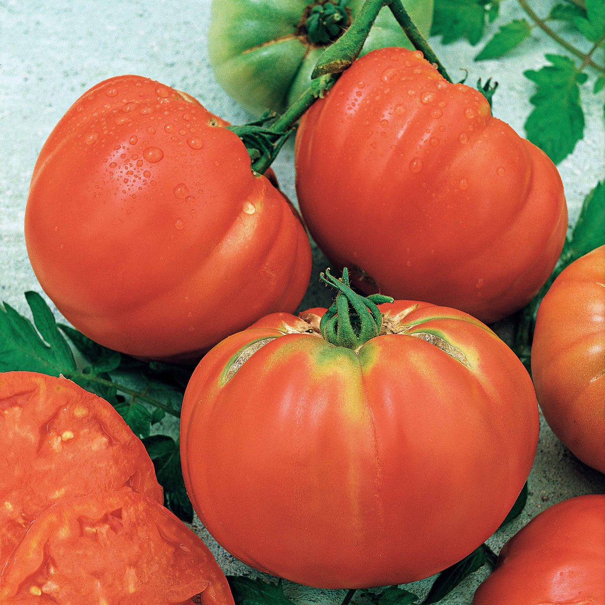 Tomate Brandywine - Solanum lycopersicum brandywine - Potager