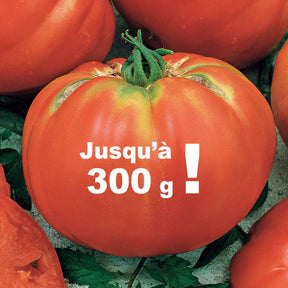 Tomate Brandywine - Solanum lycopersicum brandywine - Graines de fruits et légumes