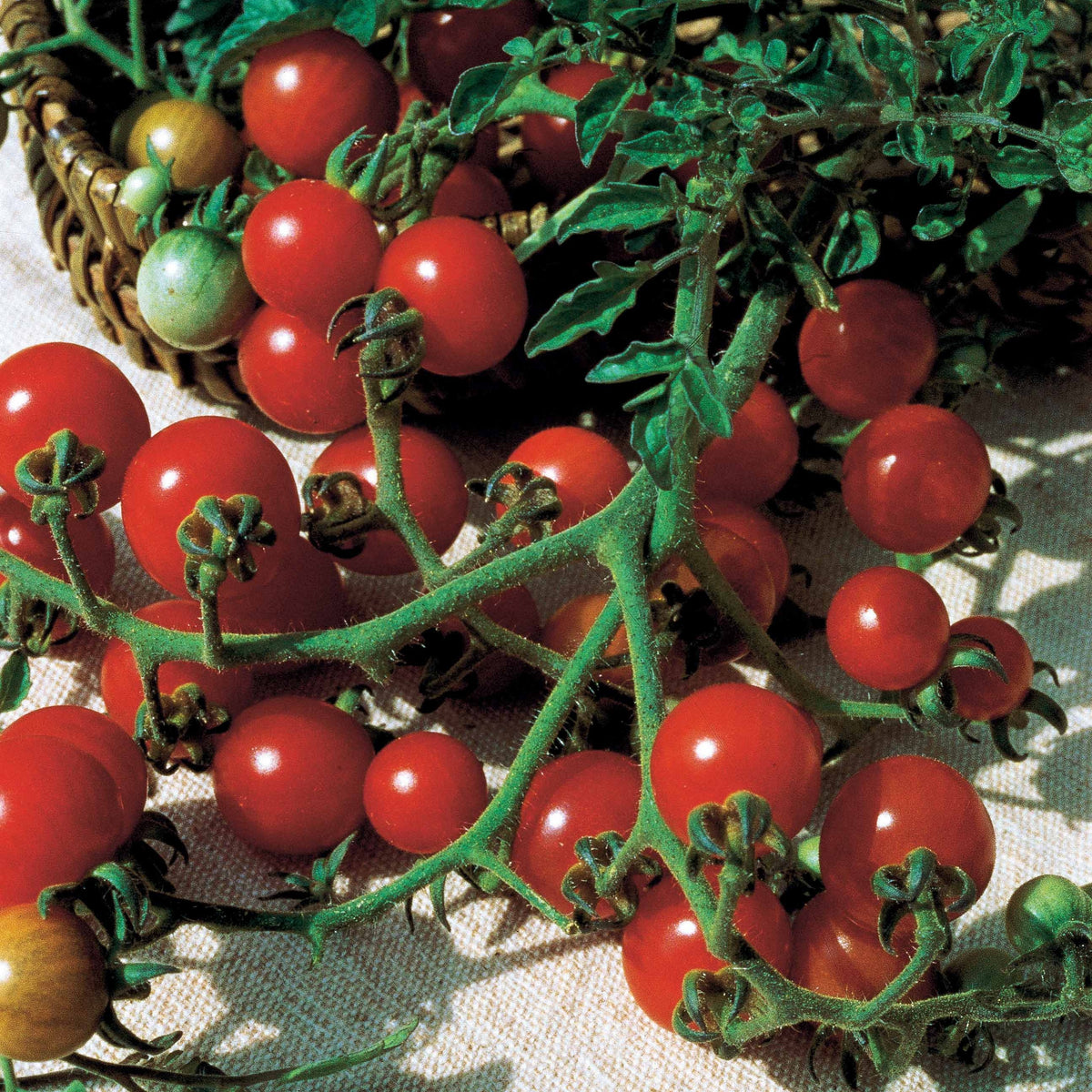 Tomate Rosso Cremlin F1 - type Sweet 100 - Solanum lycopersicum rosso cremlin f1 - Potager