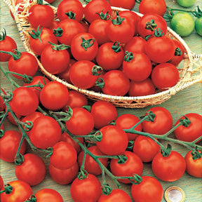 Tomate Rosso Cremlin F1 - type Sweet 100 - Solanum lycopersicum rosso cremlin f1 - Willemse
