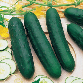 Concombre Marketer - Cucumis sativus marketer - Potager