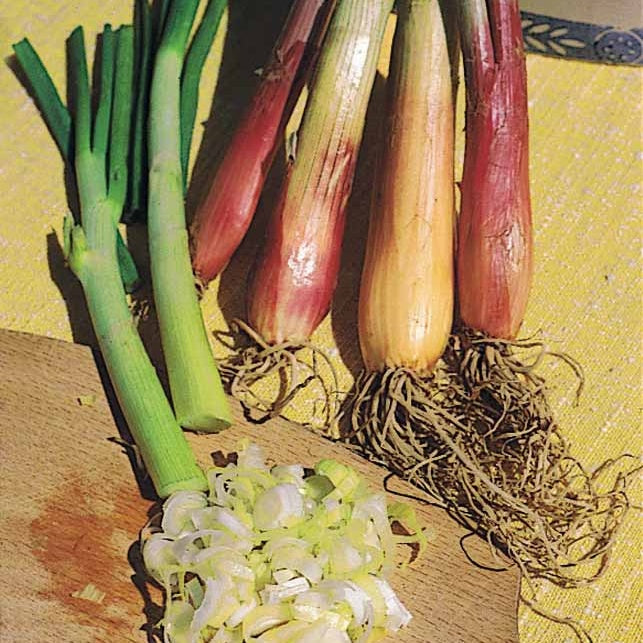 Ciboule Commune Rouge - Allium fistulosum - Potager