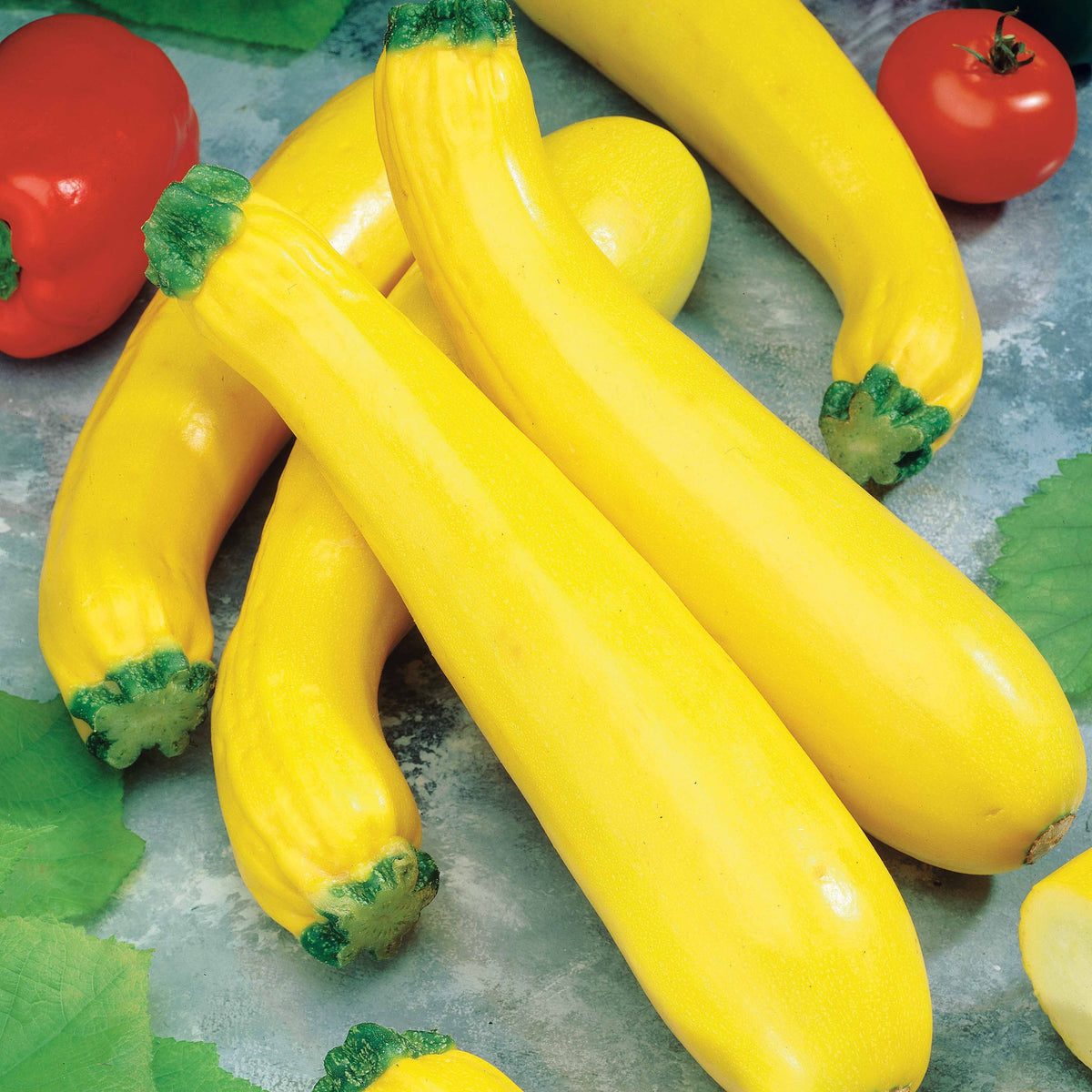 Courgette Parador F1 - Willemse