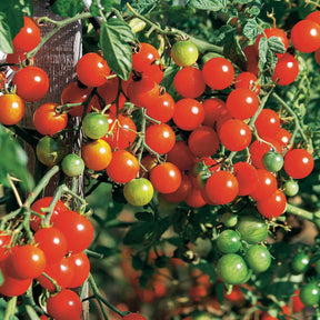 Solanum lycopersicum sweet baby - Tomate cerise Sweet baby - Tomates cerises