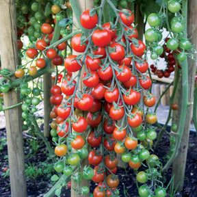 Tomate cerise Sweet baby - Solanum lycopersicum sweet baby - Willemse
