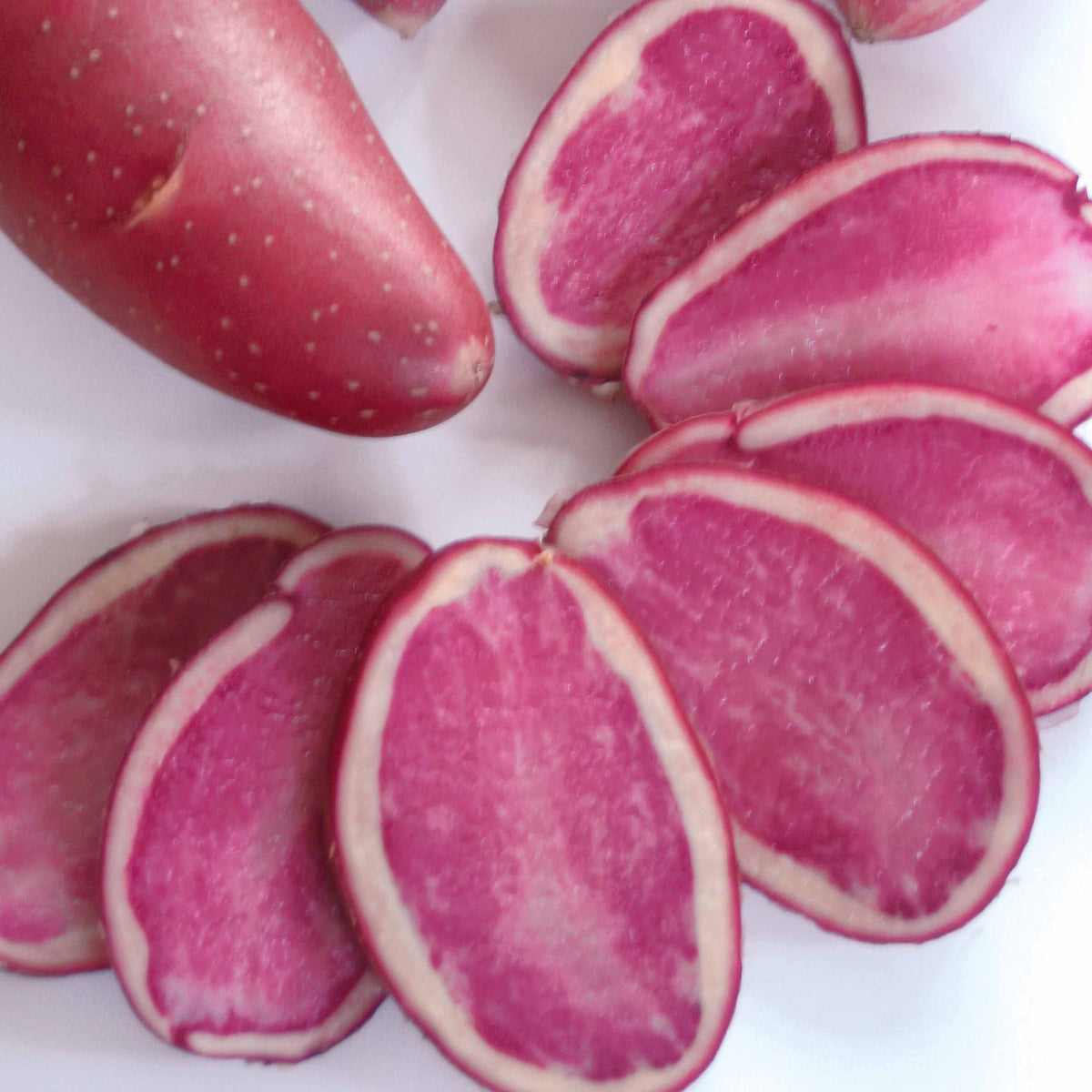 10 Pommes de terre Rouge de Flandre - Solanum tuberosum rouge de flandre - Plants de Pommes de Terre