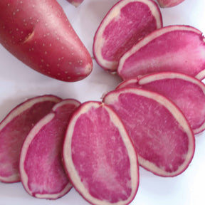 10 Pommes de terre Rouge de Flandre - Solanum tuberosum rouge de flandre - Potager