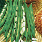 Haricot nain Lingot suisse blanc - Willemse