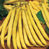 Haricot beurre Maxidor (Obt. INRA) - Phaseolus vulgaris maxidor - Potager