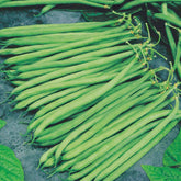 Haricot nain extra fin Altona - Phaseolus vulgaris altona - Potager