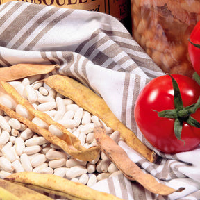 Haricots à écosser - Haricot à rames Haricot Maïs type tarbais - Phaseolus vulgaris haricot maïs type tarbais