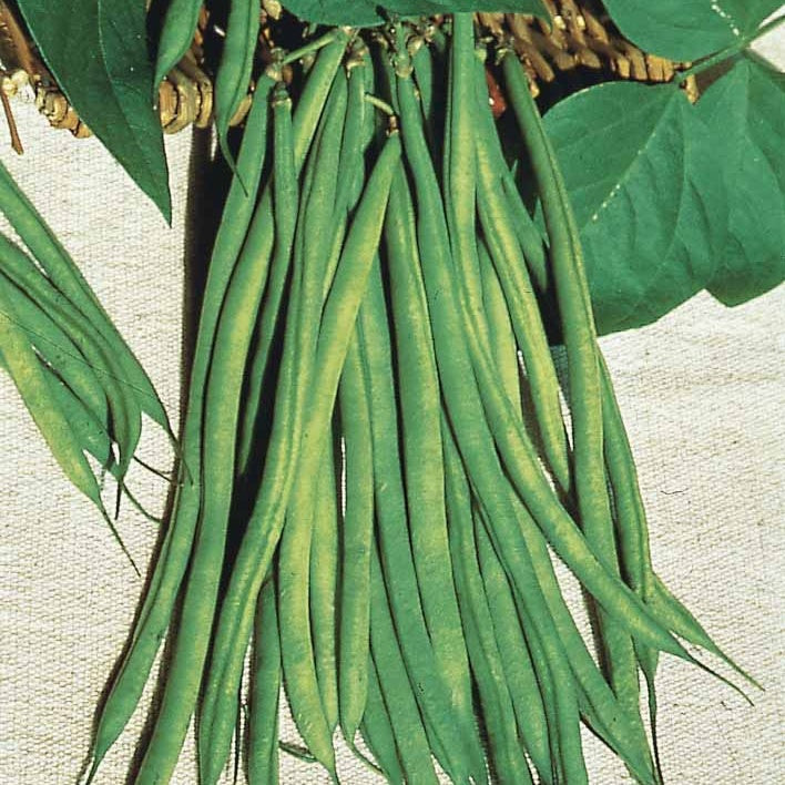 Haricot nain Fin de Bagnols - Willemse