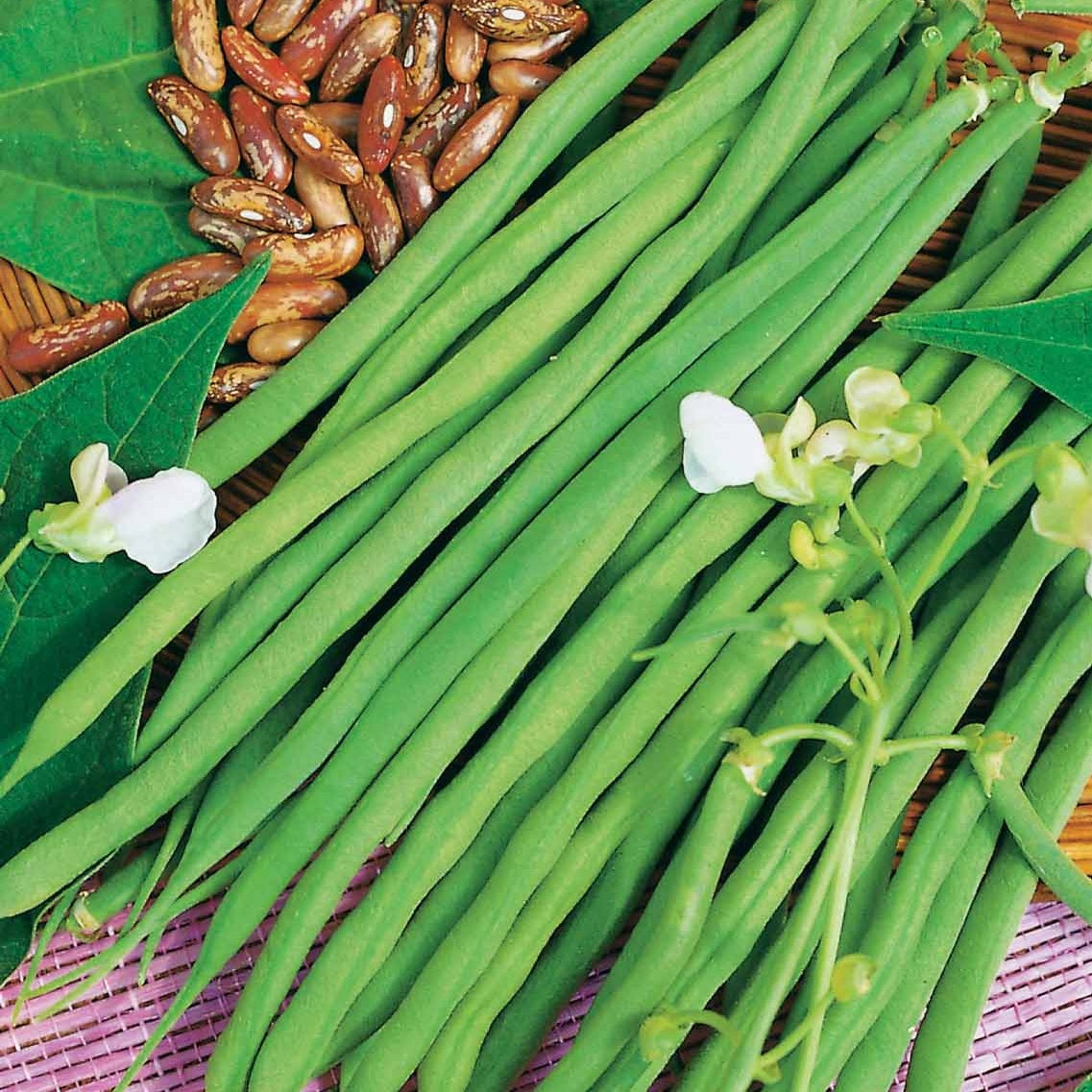 Phaseolus vulgaris fin de bagnols - Haricot nain Fin de Bagnols - Haricots