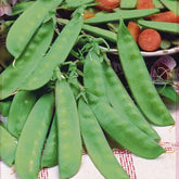 Pois à rames mangetout Corne de Bélier - Willemse