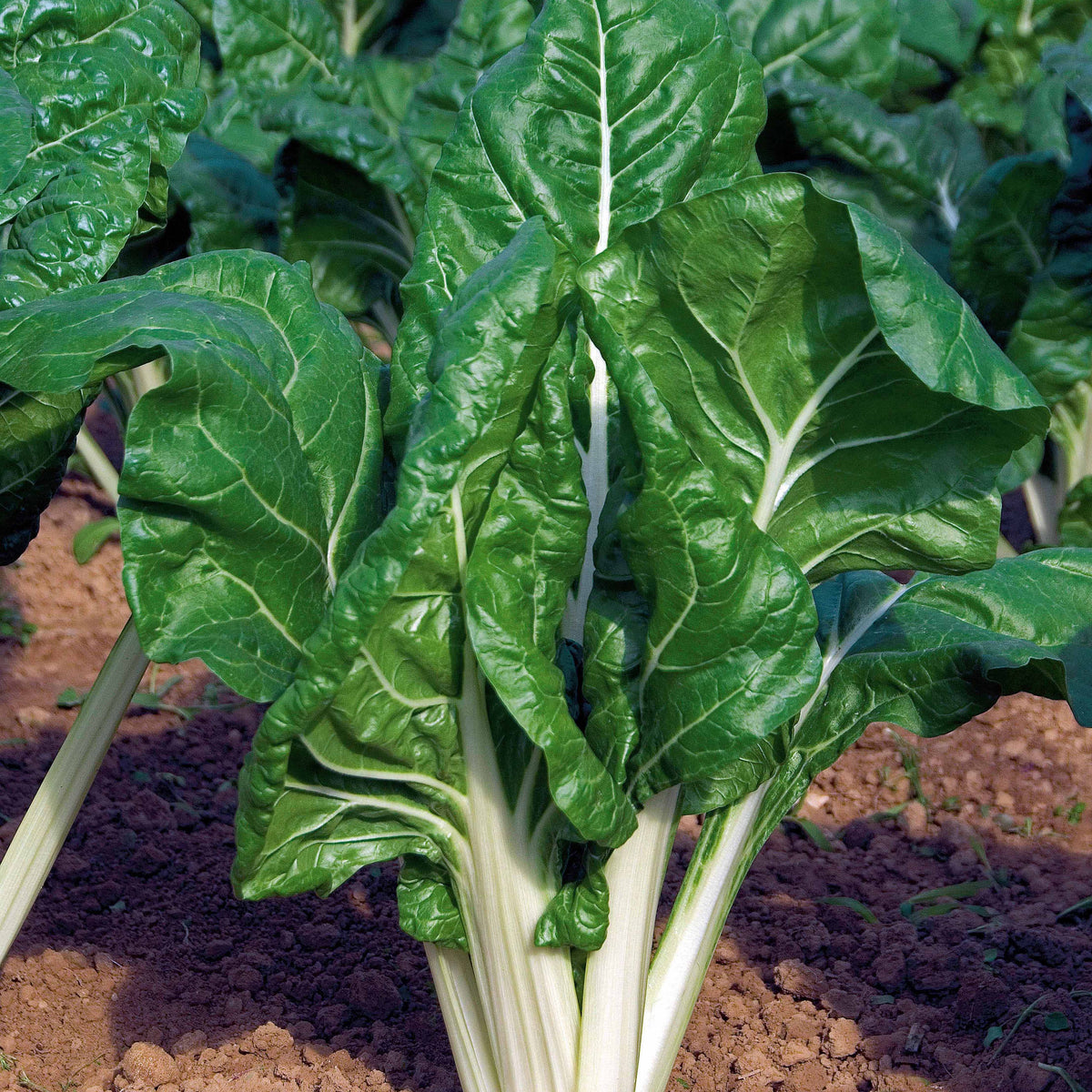 Poirée Verte à cardes blanches 2 - Beta vulgaris cicla verte à cardes blanches 2 - Potager