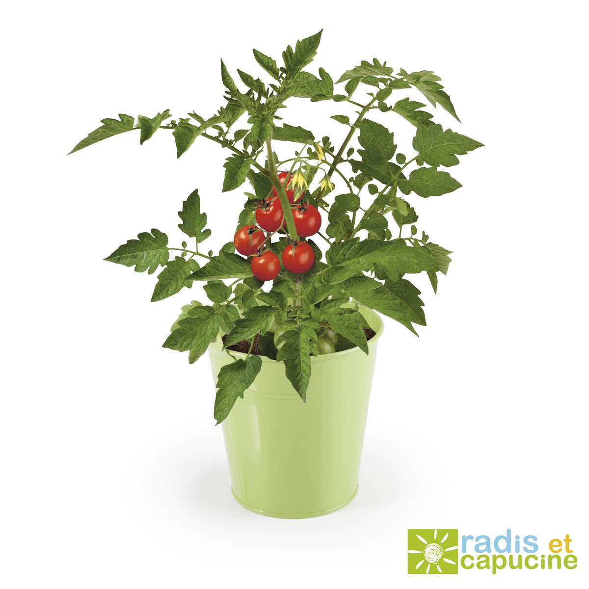 Kit Tomate cerise - Willemse