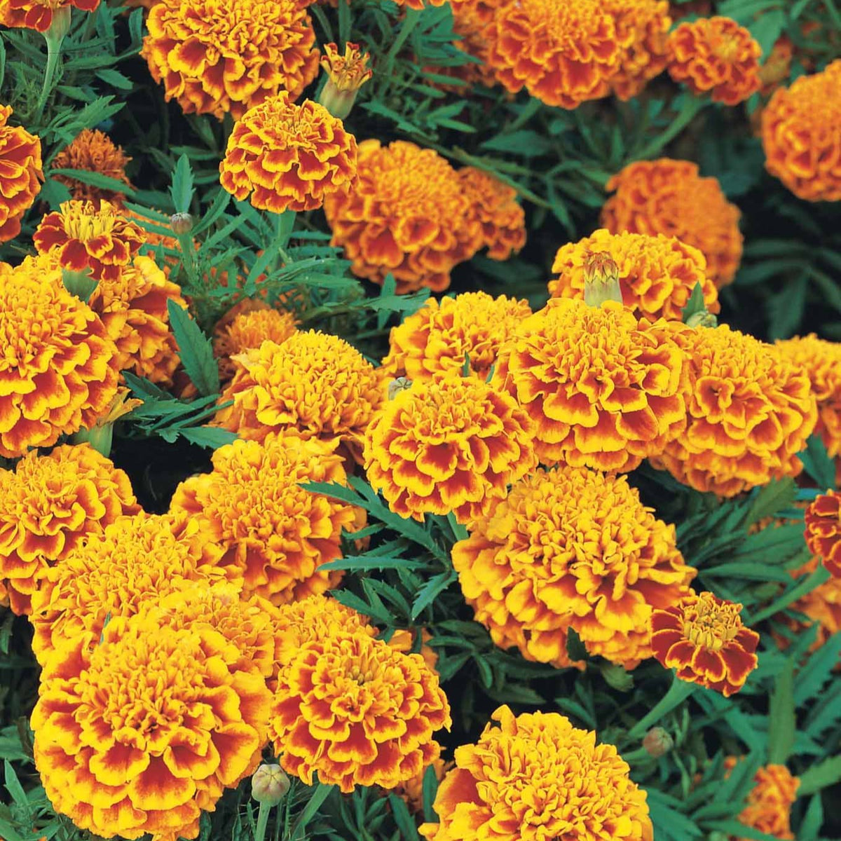 Oeillet d'Inde Honeycomb - Tagetes patula honeycomb - Potager