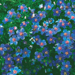 Anagallis linifolia - Gentiane bleue - Graines de fleurs