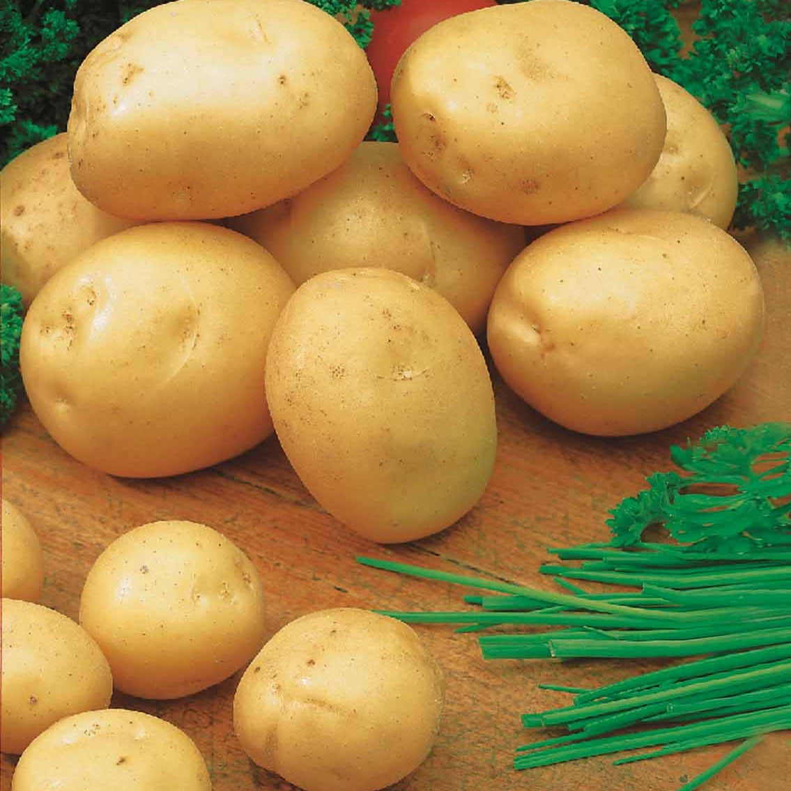 25 Pommes de terre Sirtema - Primeurs - Solanum tuberosum sirtema - Potager
