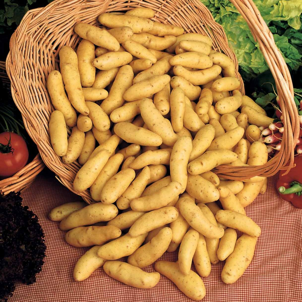 25 Pommes de terre Ratte - Solanum tuberosum ratte - Bulbes potagers et tubercules