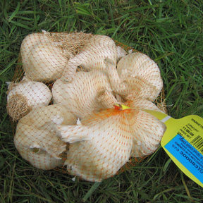 Ail rose flavor - Allium sativum flavor - Willemse