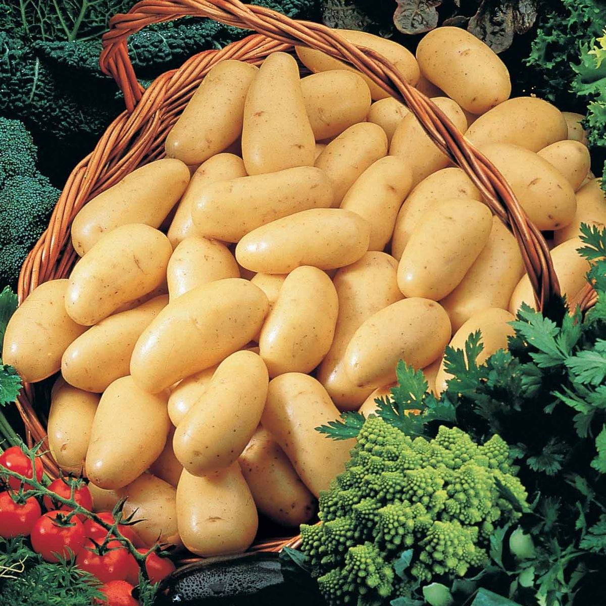 25 Pommes de terre Amandine - Solanum tuberosum amandine - Potager