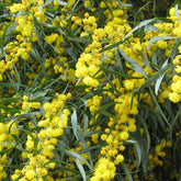 Mimosa des 4 saisons - Willemse
