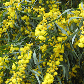 Mimosa des 4 saisons - Willemse