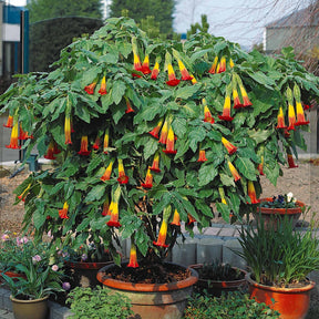 Brugmansia rouge et or - Brugmansia - Arbustes