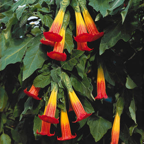 Brugmansia rouge et or - Brugmansia - Brugmansias