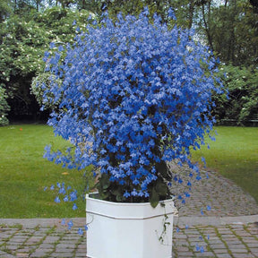 3 Lobelias Azuro - Willemse