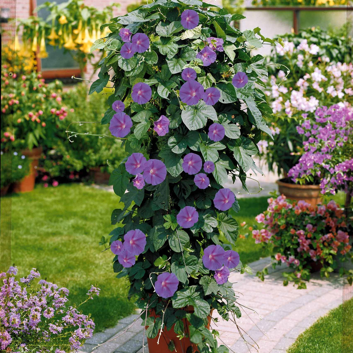 Ipomée à grandes fleurs - Ipomea grandiflora - Plantes