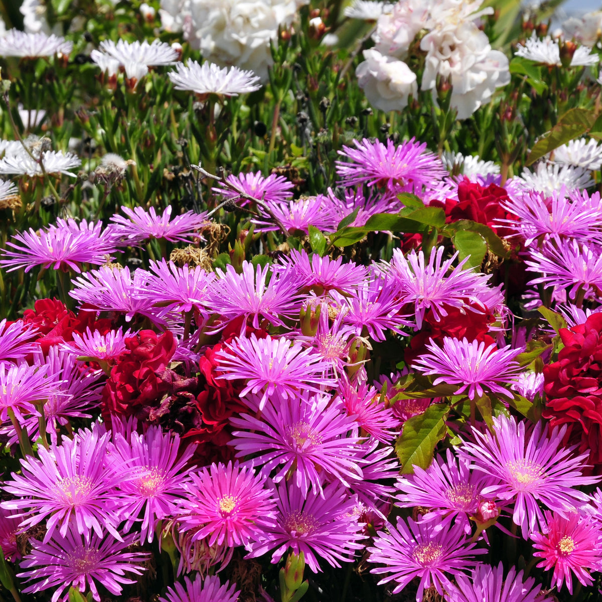 3 Ficoïdes violettes - Willemse