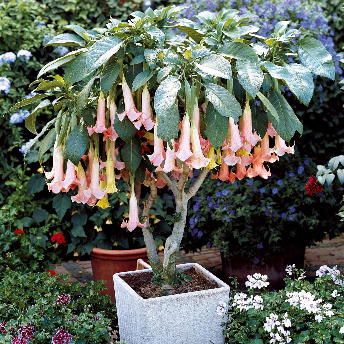 Brugmansia Exotic Pink - Brugmansia exotic pink - Plantes