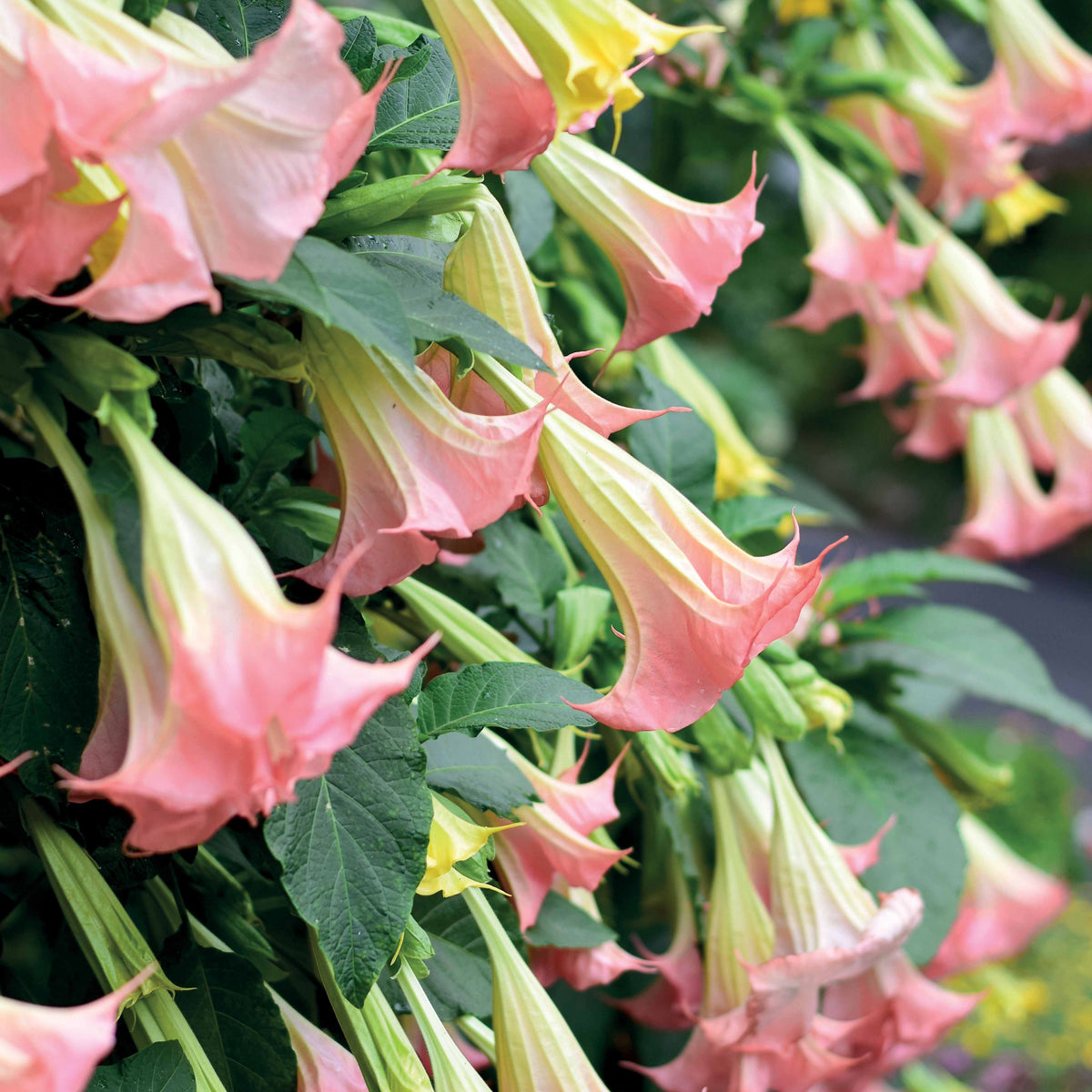 Brugmansia Exotic Pink - Brugmansia exotic pink - Arbustes