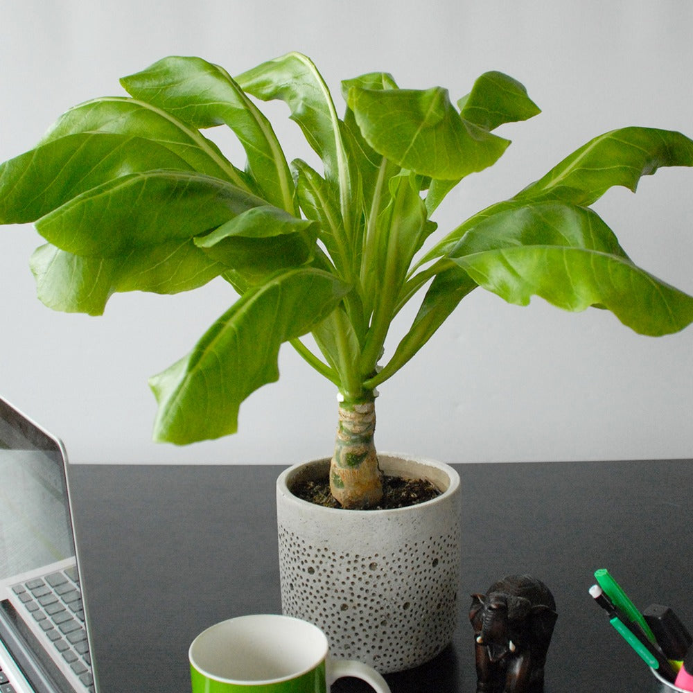 Palmier Hawaïen - Brighamia insignis kirsten
