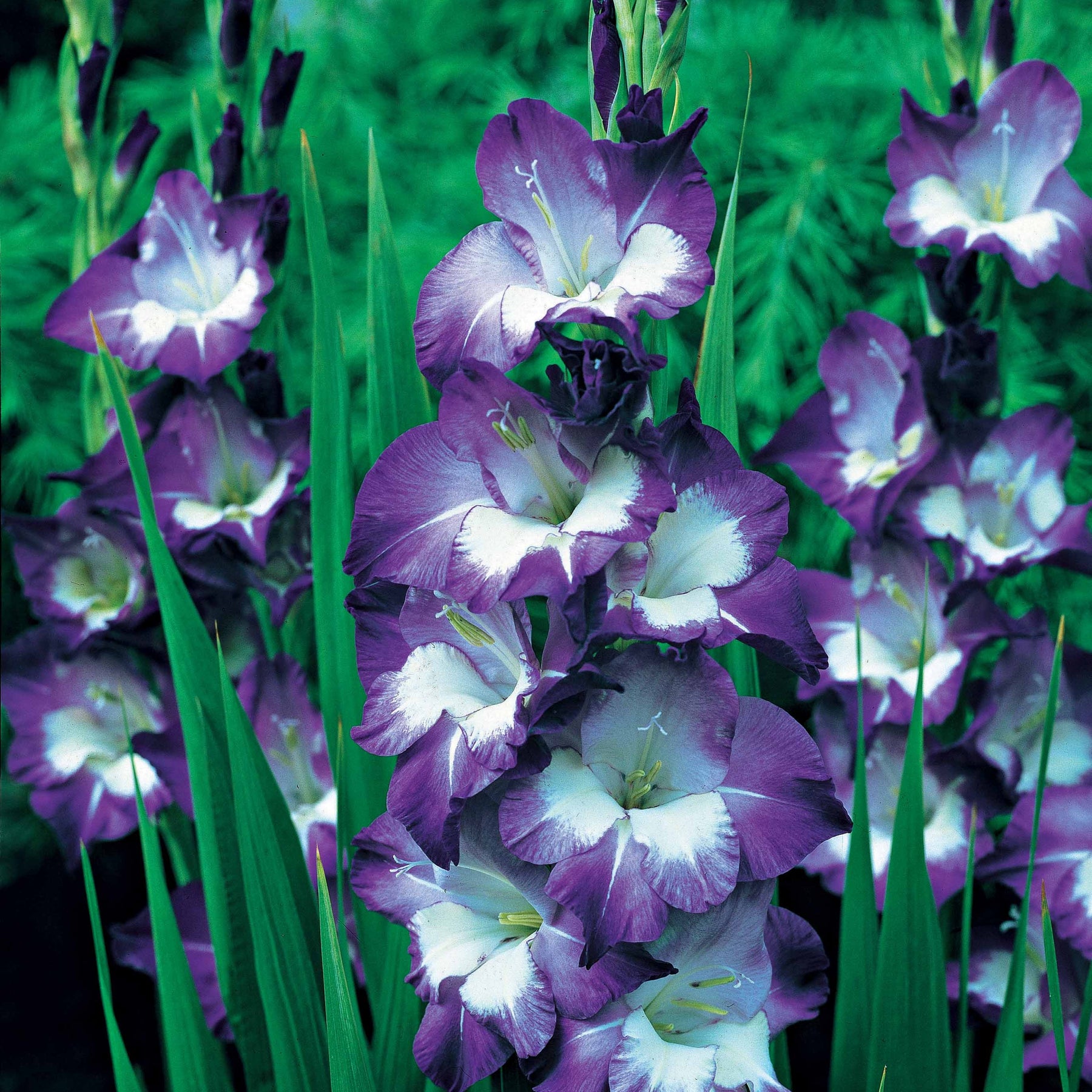25 Glaïeuls Nori - Gladiolus nori - Plantes