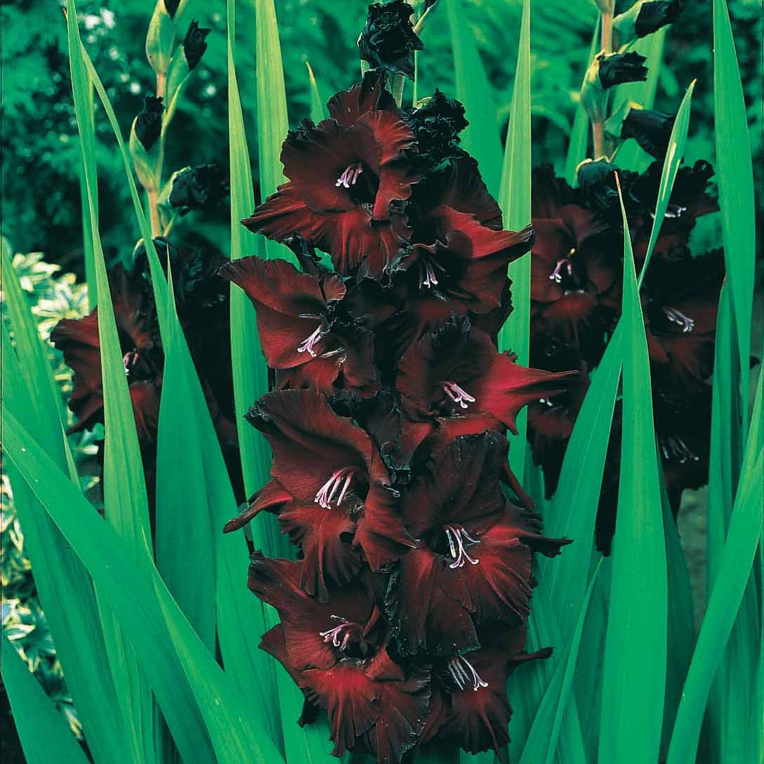 25 Glaïeuls Belle de Nuit - Gladiolus belle de nuit - Plantes