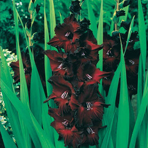 25 Glaïeuls Belle de Nuit - Gladiolus belle de nuit - Plantes