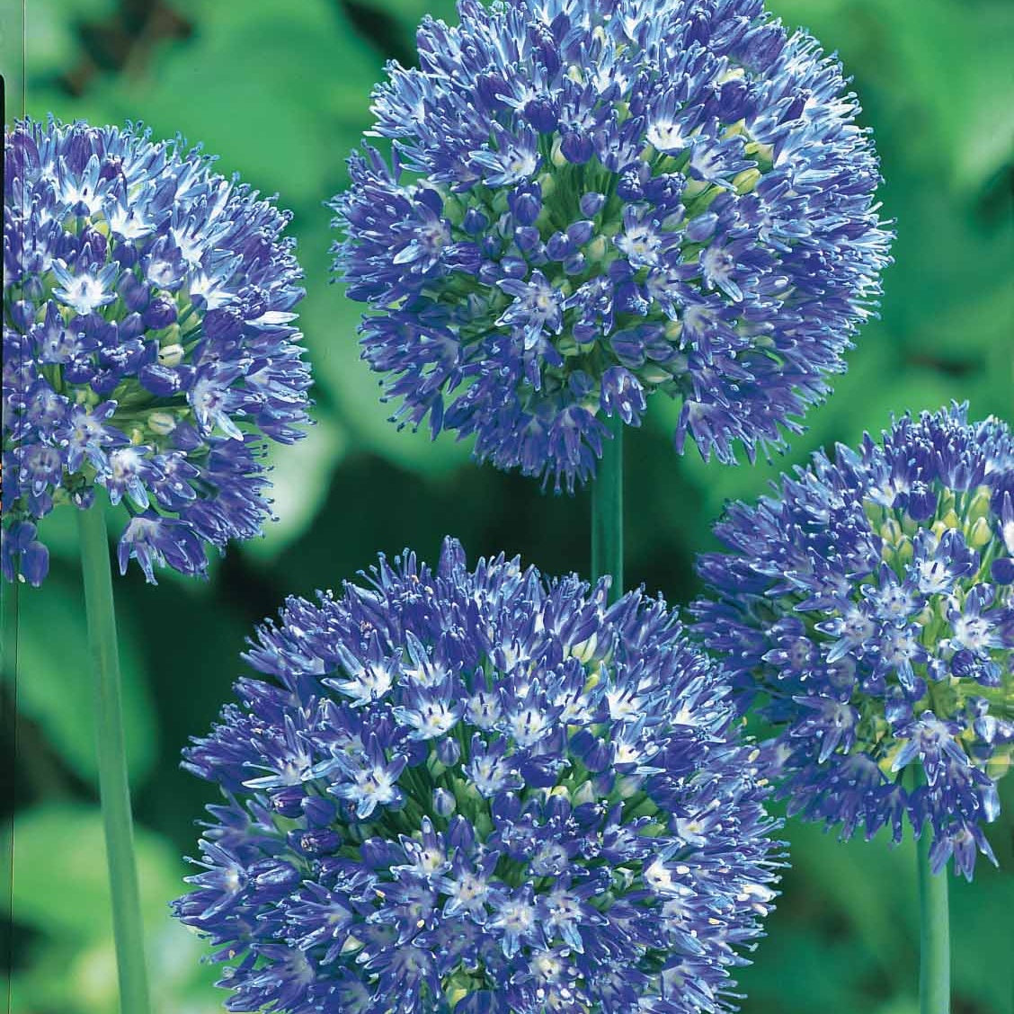 20 Allium bleus