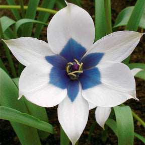 4 Tulipes 'Coeur Bleu' - Tulipa humilis alba coerulea oculata - Plantes
