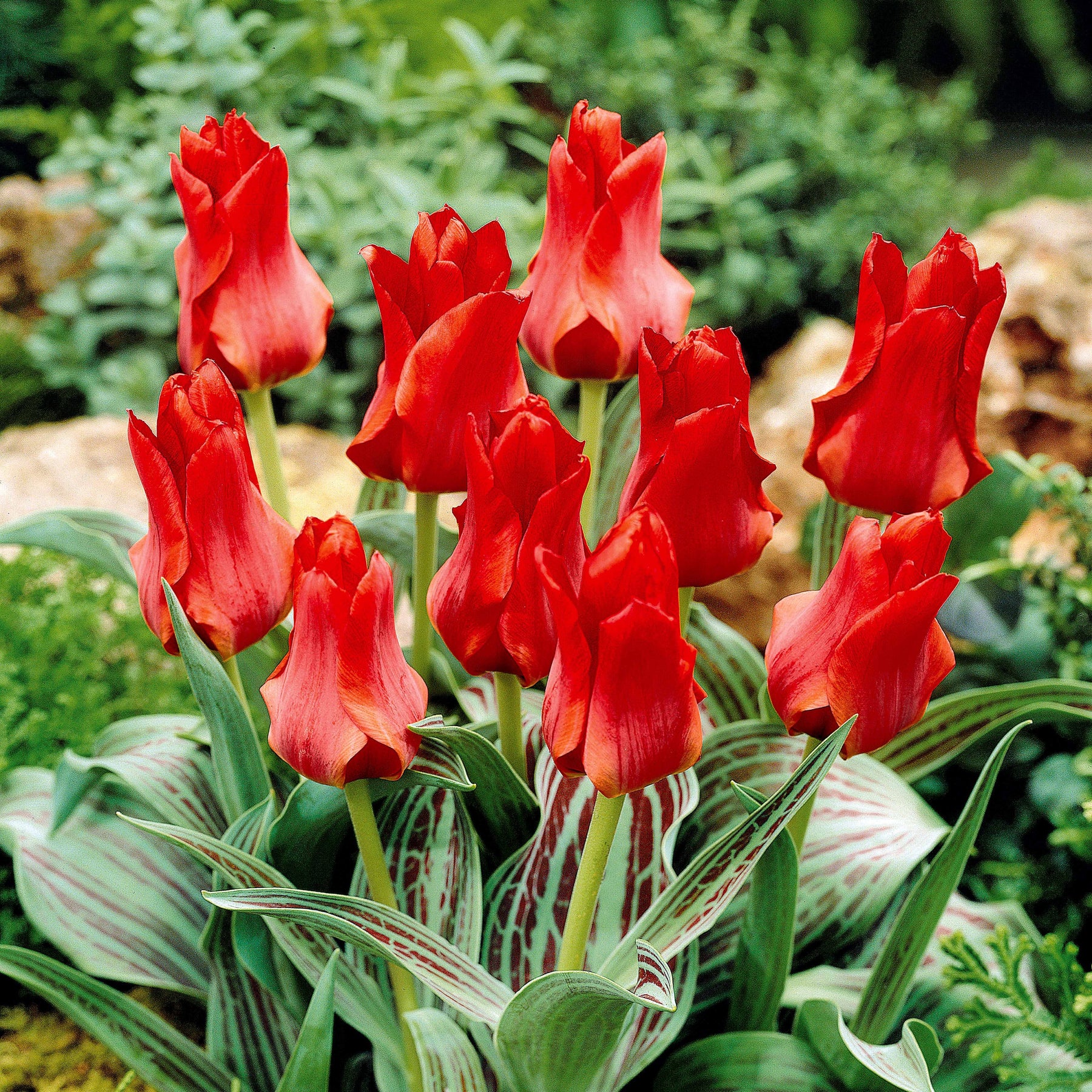 10 Tulipes Chaperon Rouge simples - Tulipa greigii chaperon rouge - Plantes