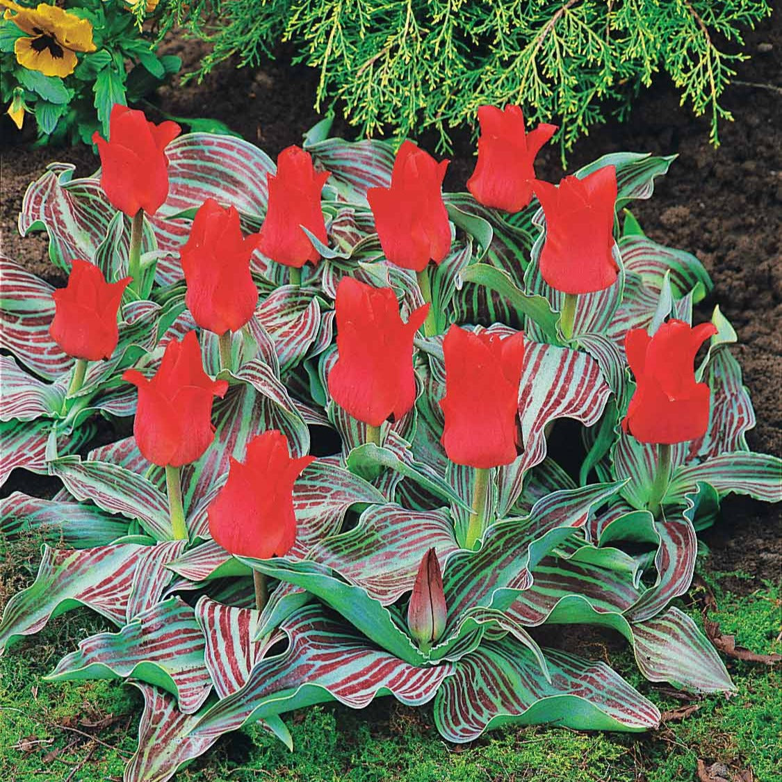 10 Tulipes Chaperon Rouge simples - Tulipa greigii chaperon rouge - Bulbes à fleurs