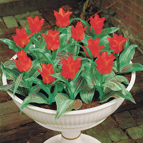 10 Tulipes Chaperon Rouge simples - Tulipa greigii chaperon rouge - Tulipe